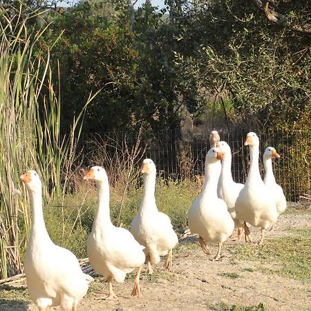 Вілла Aroggia Farm Xanthatai Екстер'єр фото