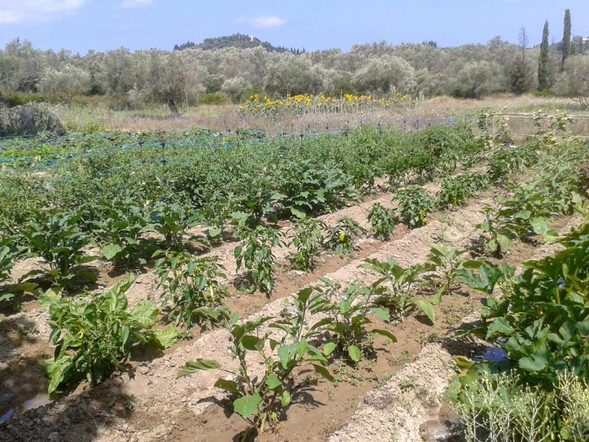 Вілла Aroggia Farm Xanthatai Екстер'єр фото
