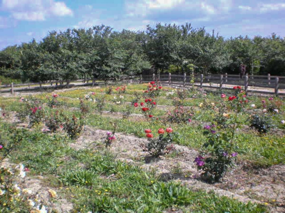 Вілла Aroggia Farm Xanthatai Екстер'єр фото
