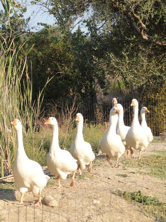 Вілла Aroggia Farm Xanthatai Екстер'єр фото